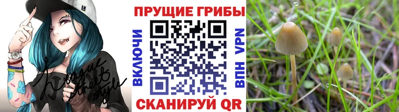 Псилоцибиновые грибы Psilocybe  Купить закладки  Ясногорск 
